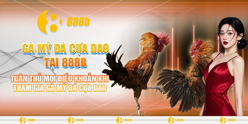 Gà Mỹ Đá Cựa Dao Tại 888B Và Sự Thật Thu Hút Người Chơi 2 Tuân thủ mọi điều khoản khi tham gia gà Mỹ đá cựa dao