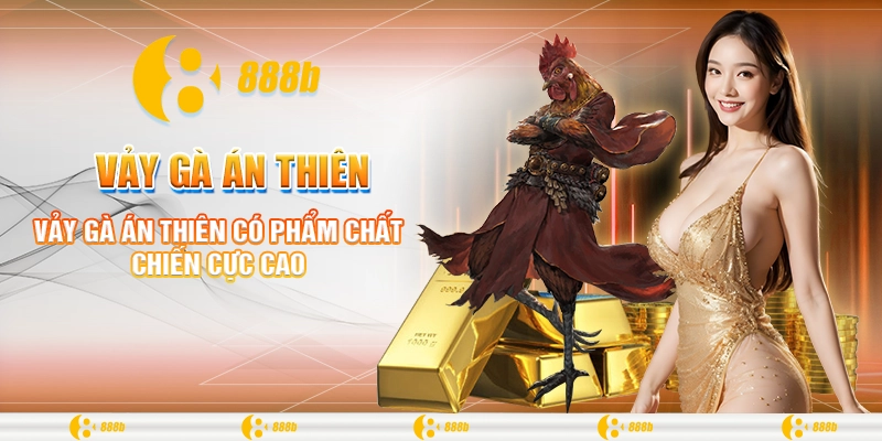 Vảy Gà Án Thiên - Giống Kê Tốt Nhất Để Chinh Chiến Tại 888B 2 Vảy gà Án Thiên có phẩm chất chiến cực cao