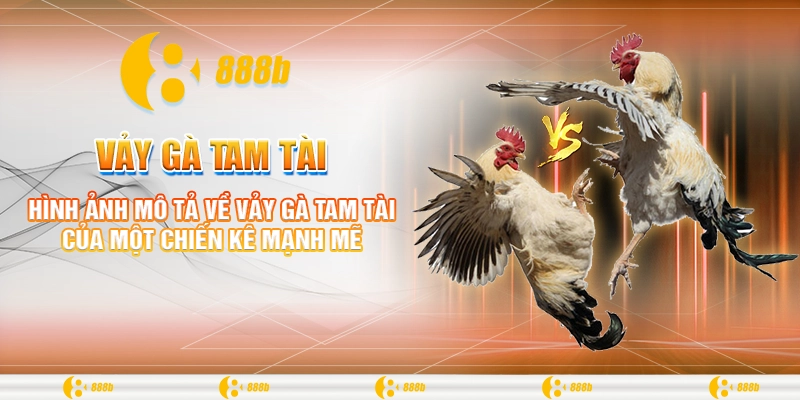 Vảy Gà Tam Tài: Bí Ẩn Và Sức Mạnh Trong Đá Gà Tại 888B 1 Hình ảnh mô tả về vảy gà tam tài của một chiến kê mạnh mẽ