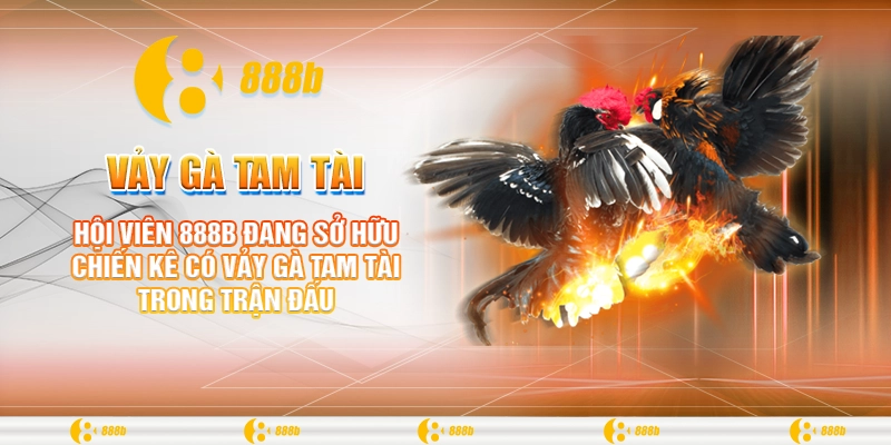 Vảy Gà Tam Tài: Bí Ẩn Và Sức Mạnh Trong Đá Gà Tại 888B 3 Hội viên 888B đang sở hữu chiến kê có vảy gà tam tài trong trận đấu