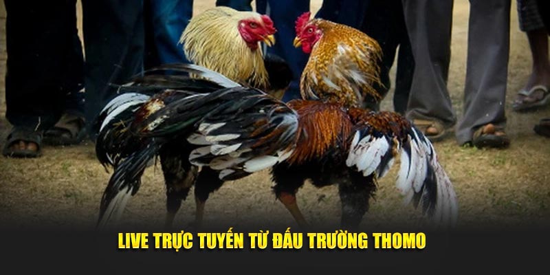 Đá Gà 888B – Thiên Đường Cho Tín Đồ Yêu Thích Tại Nhà Cái 2 Những loại cược phổ biến tại nhà cái bạn nên biết
