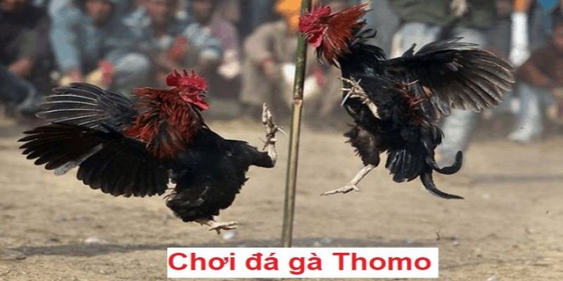 Trận Đá Gà 24 Tỷ Nổi Tiếng Bấy Giờ Có Chăng Tồn Tại? 1 Thông tin tổng quan trận đá gà 24 tỷ